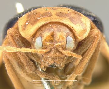 Media type: image; Entomology 17540   Aspect: head frontal view